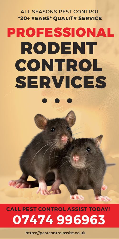 Professional Rodent Control Services