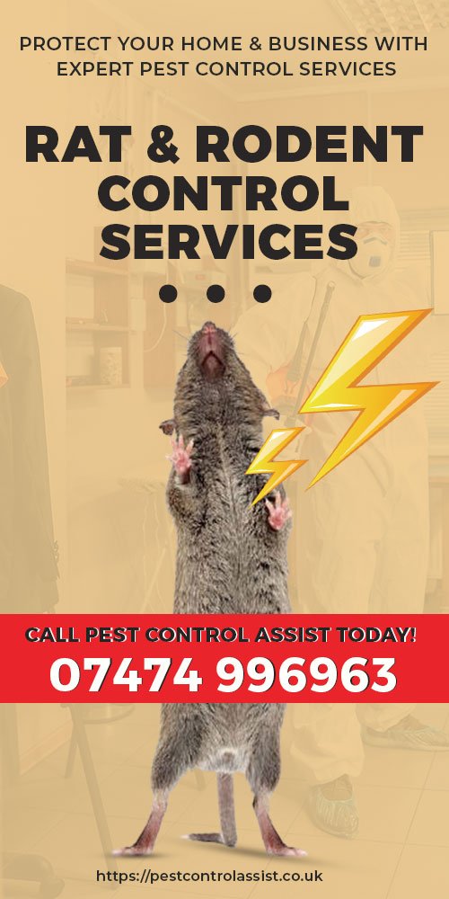 Rat and Rodent Control Services in the East Midlands