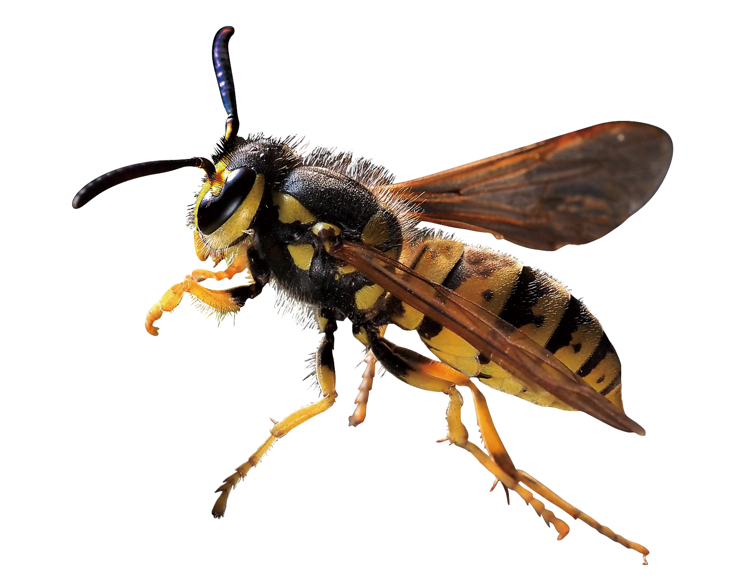 Wasp Nest Removal Service